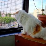 Soluţia pentru stăpânii de pisici care stau la bloc. Animăluţele riscă să cadă de la geam în perioadele călduroase ale anului